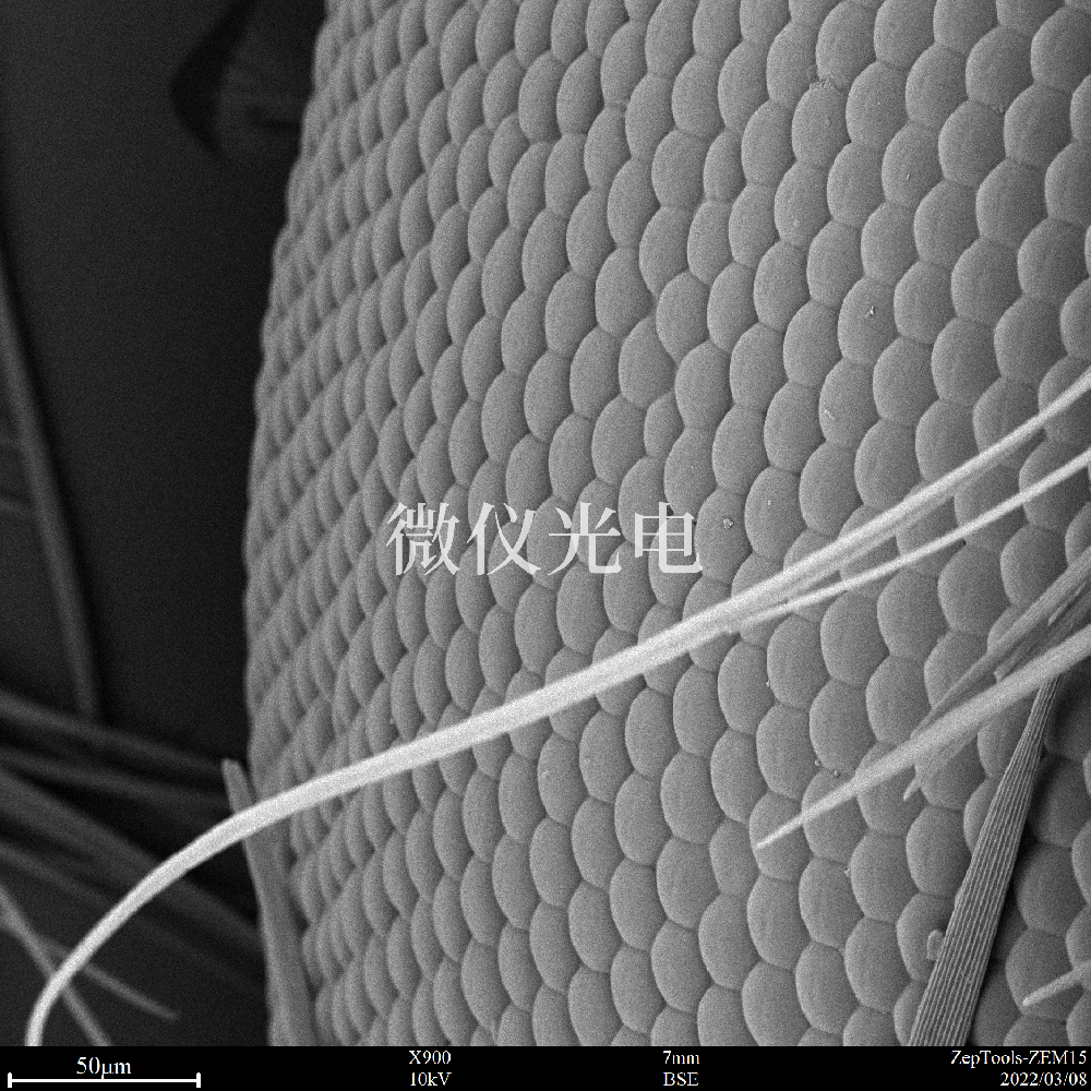 全自動掃描電鏡是工業(yè)發(fā)展的先進科技